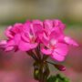 Geranium – Mojo Dark Pink – 4.5″ Pot